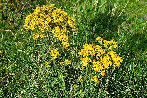 Tansy ragwort (Jacobaea vulgaris, syn. Senecio jacobaea) with yellow flowers in a meadow