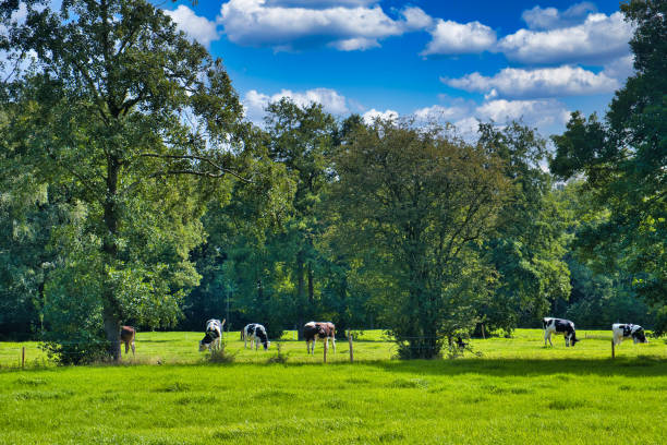 Cattle grazing in a green meadow with shady trees on a sunny summer day in the Friesian Forests (Friese Wouden) in the north of the Netherlands