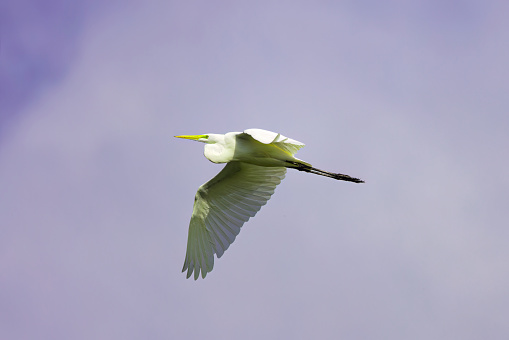 The great egret (Ardea alba) in flight. This bird also known as the common egret, large egret, or  great white egret or great white heron.