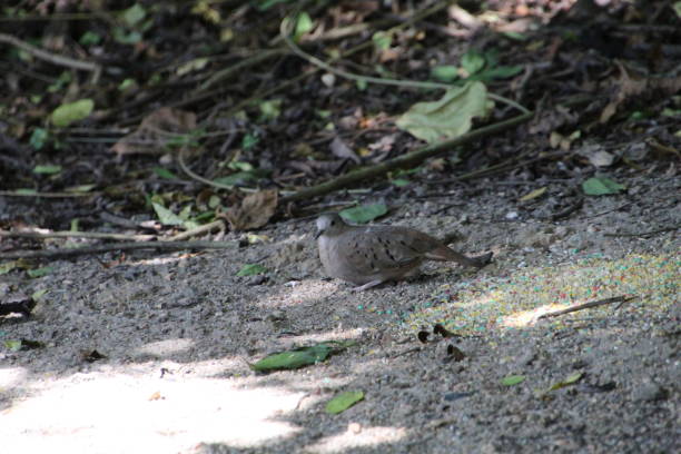 istock bird - purple dove - Columbina talpacoti 2143993978