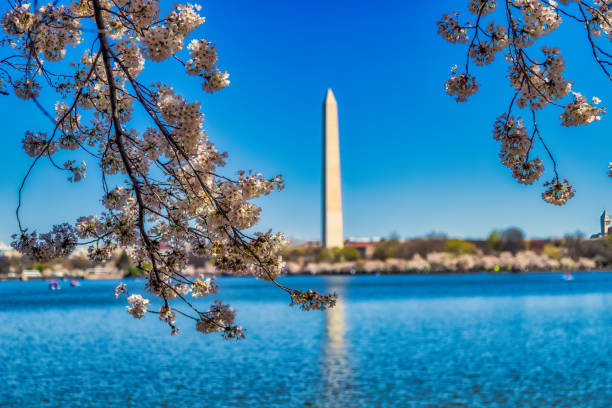 Washington DC during Cherrry Blossom Festival