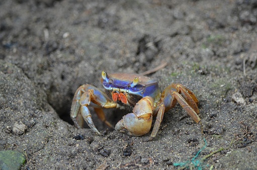 A crab scavenges for food on sandy beach