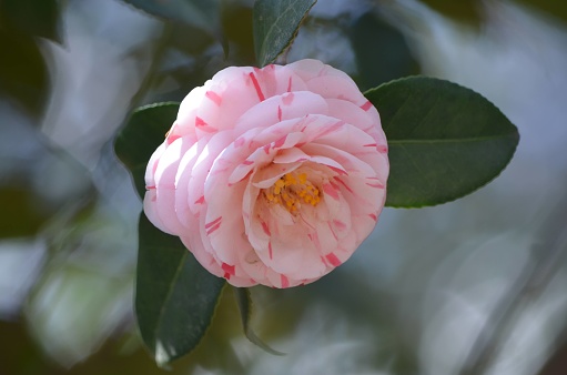 Vibrant camellia flower blooming under sunlight with lush green leaves