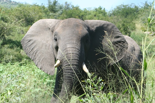 A large elephant stands in tall grass by trees
