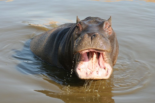 A Hippo feeding in water on a sunny day