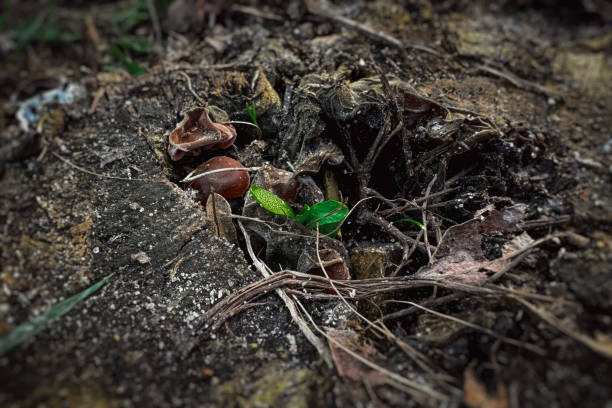 New life idea concept with seedling growing sprout tree. business development and eco symbolic