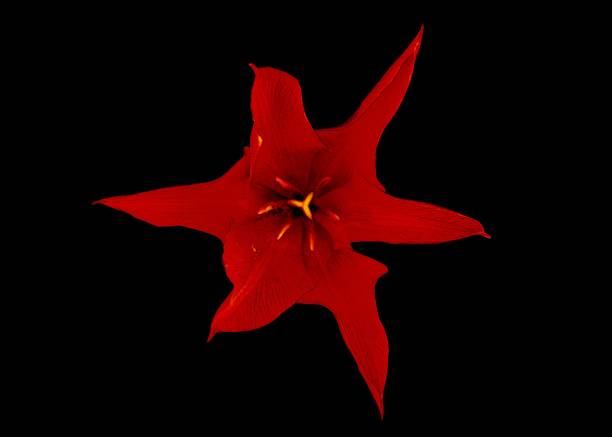 Vibrant red flower against a dark backdrop