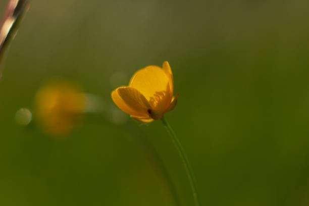 istock Yellow buttercup flower. Small spring wildflowers. 2144065993