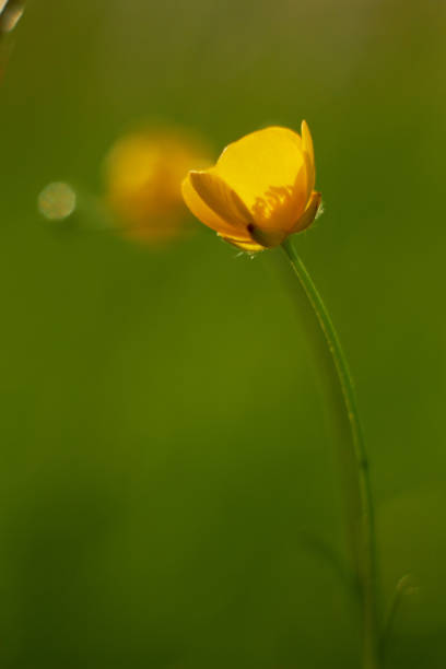 istock Yellow buttercup flower. Small spring wildflowers. 2144067040