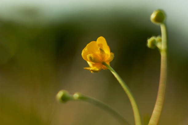 istock Yellow buttercup flower. Small spring wildflowers. 2144070355