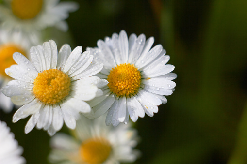 Spring and summer chamomile flowers. Daisies or Bellis perennis. Beauty of nature. Spring, youth, growth concept.