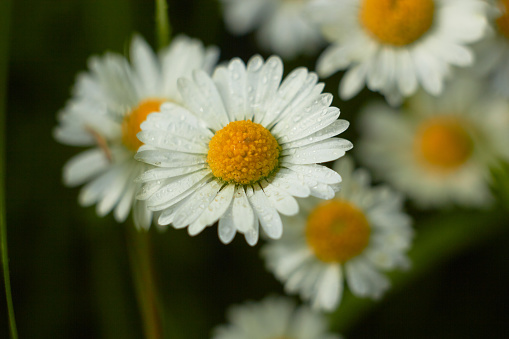 Spring and summer chamomile flowers. Daisies or Bellis perennis. Beauty of nature. Spring, youth, growth concept.