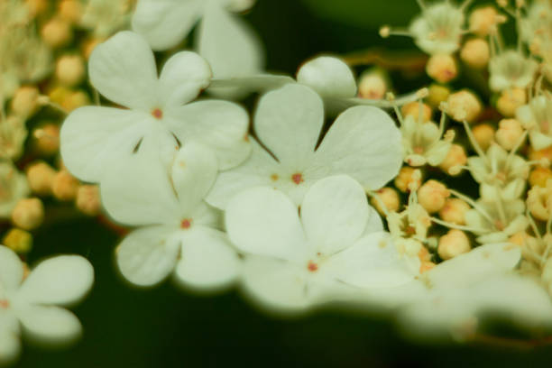 Blooming viburnum bush with white flowers on a spring day.