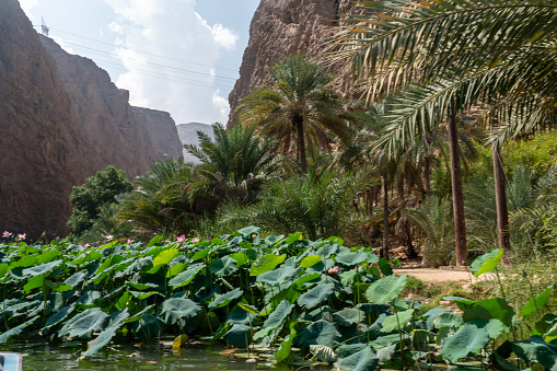 Picturesque gorge among cliff, you can get there by boat over the lagoon of flowering water lily. Oman
