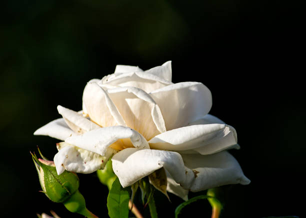 Close-up of a white rose, coverd with drops of water, photo takn on a sunn jl morning