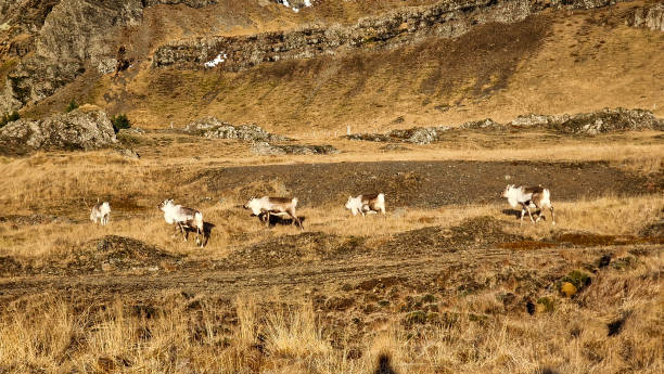 Reindeer wandering the Icelandic slopes