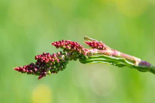 Close up of red sorrel (rumex acetosella) in bloom