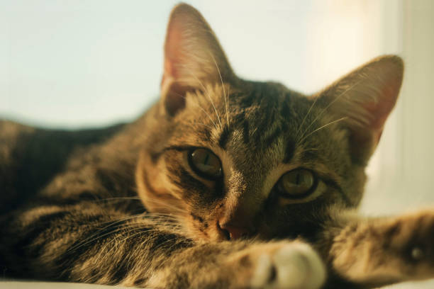 istock the head of a mongrel domestic cat 2144160548