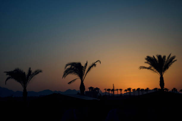 palm trees at sunset at a hotel in Hurghada