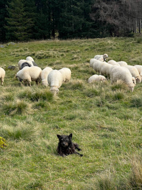 istock Sheep graze under the strict supervision of a shepherd dog 2144162641
