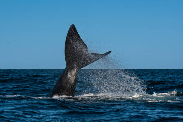 istock North Atlantic right whale tail lobtailing, endangered species. 2144169439