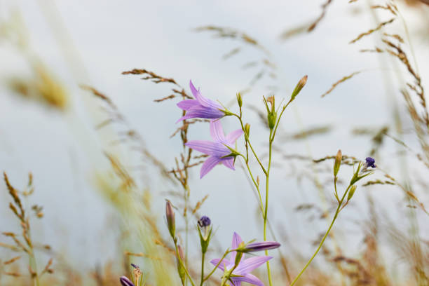 Campanula patula (Takion Blue). Delicate flowers on the field.