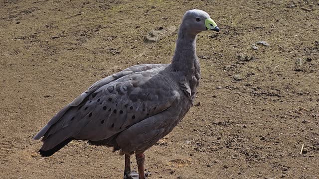Close up of Australian grey goose