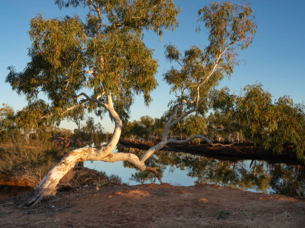 Morning stillness and light on river and tree Morning light shining on a snappy gum and Murchison River, and Wooleen Station remote Western Australia scribbly gum stock pictures, royalty-free photos & images
