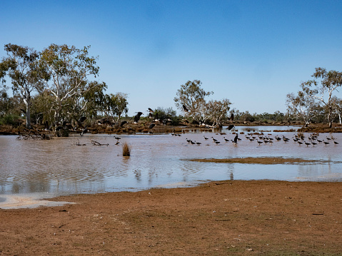 Large group of water birds in seasonal lake on Wooleen Station remote Western Australia