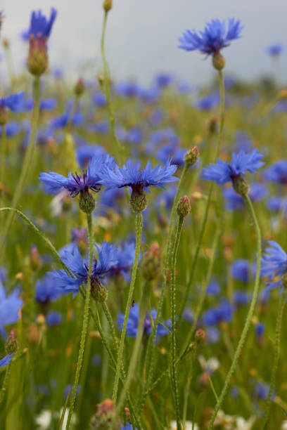 istock Beautiful wild flowers Cornflowers (Centaurea cyanus) in the field. 2144178509