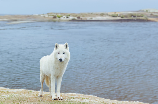 polar wolf standing against the background of the river