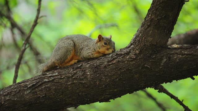 Texas Squirrel Resting in Tree Canopy