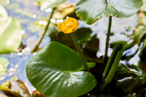 Beautiful, yellow water lily flower on the river.(Nuphar lutea) Water lily flower.