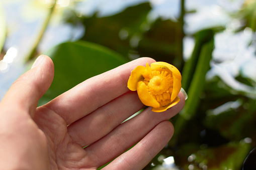 A beautiful, yellow water lily flower in a hand on the surface of a river water on a sunny day. (Nuphar lutea)