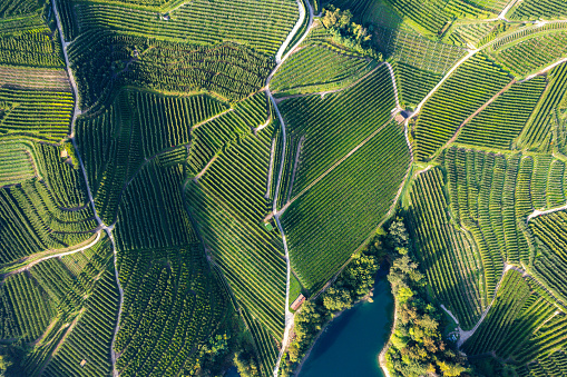 Aerial view of apple Orchards surrounding the Lago di Santa Giustina in northern Italy at sunrise
