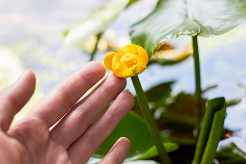 A beautiful, yellow water lily flower in a hand on the surface of a river water on a sunny day. (Nuphar lutea)