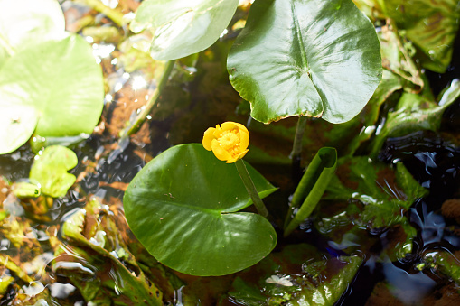 Beautiful, yellow water lily flower on the river.(Nuphar lutea) Water lily flower.