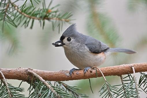 Tufted titmouse on evergreen branch with sunflower seed it has taken from a bird feeder. Birds are choosey, like us. They take the plumpest seeds first.