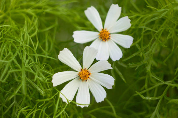 istock Cosmos flower (Cosmos Bipinnatus). Meadow summer flowers. 2144298241