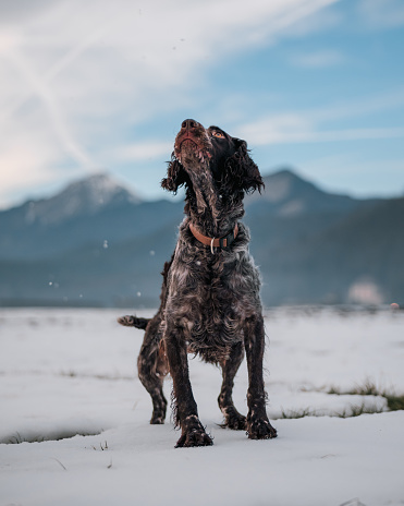German Shorthaired Pointer looking attentively up in preparation for a jump
