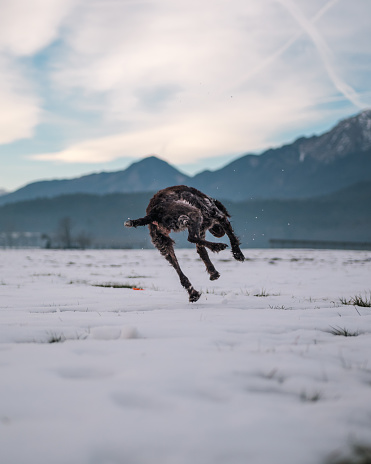 German Shorthaired Pointer on a snowy field
mid funny jump with beautiful mountains in the background