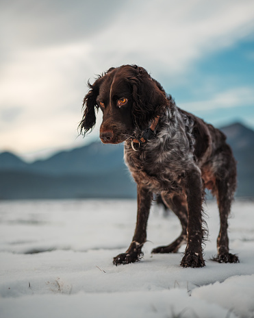 German Shorthaired Pointer on a snowy field
looking attentively at the left side of the frame