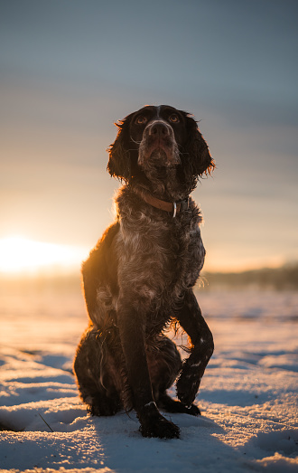 A German Shorthaired Pointer dog sits attentively on a snow-covered field, with the warm glow of the setting sun illuminating its figure. The evening light casts long shadows and gives the scene a serene, golden ambiance.