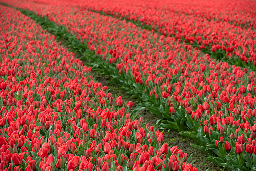 Tulip festival, Skagit Valley, Washington state, USA