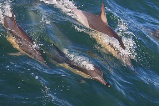 long-beaked common dolphins, Delphinus capensis, False Bay, South Africa, Atlantic Ocean