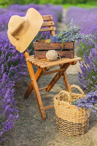 Lavender field. Straw hat hangs on chair. Basket with summer flowers