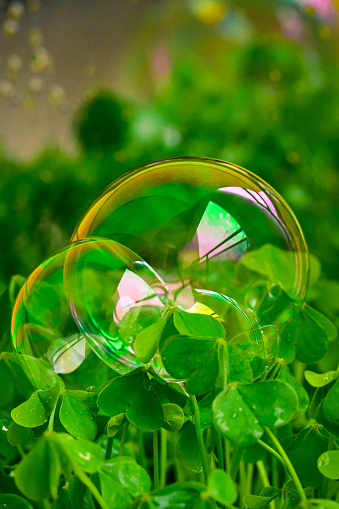 Iridescent bubbles perch on rain-wet clover, their surfaces alive with reflected light and the vibrant freshness of nature.