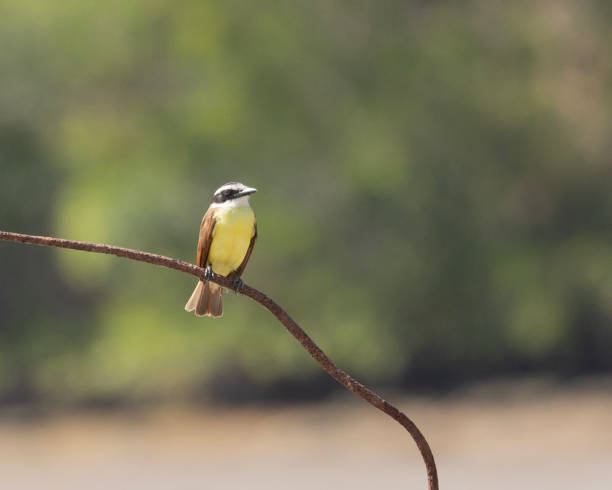 A Great Kiskadee, Pitangus sulphuratus, a species of Tyrant Flycatcher, perched on a rusty metal tube  against a defocussed background with cropping possibilities and plenty of copy space. Trinidad.