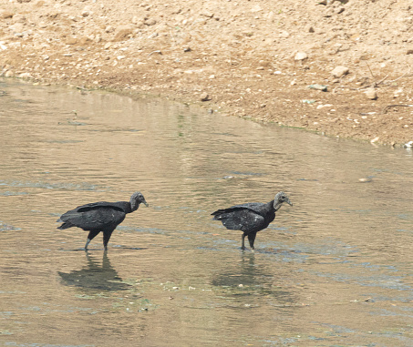 Two Black Vultures, Coragyps atratus, in a shallow river: Trinidad.