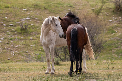 Horse couple hugging